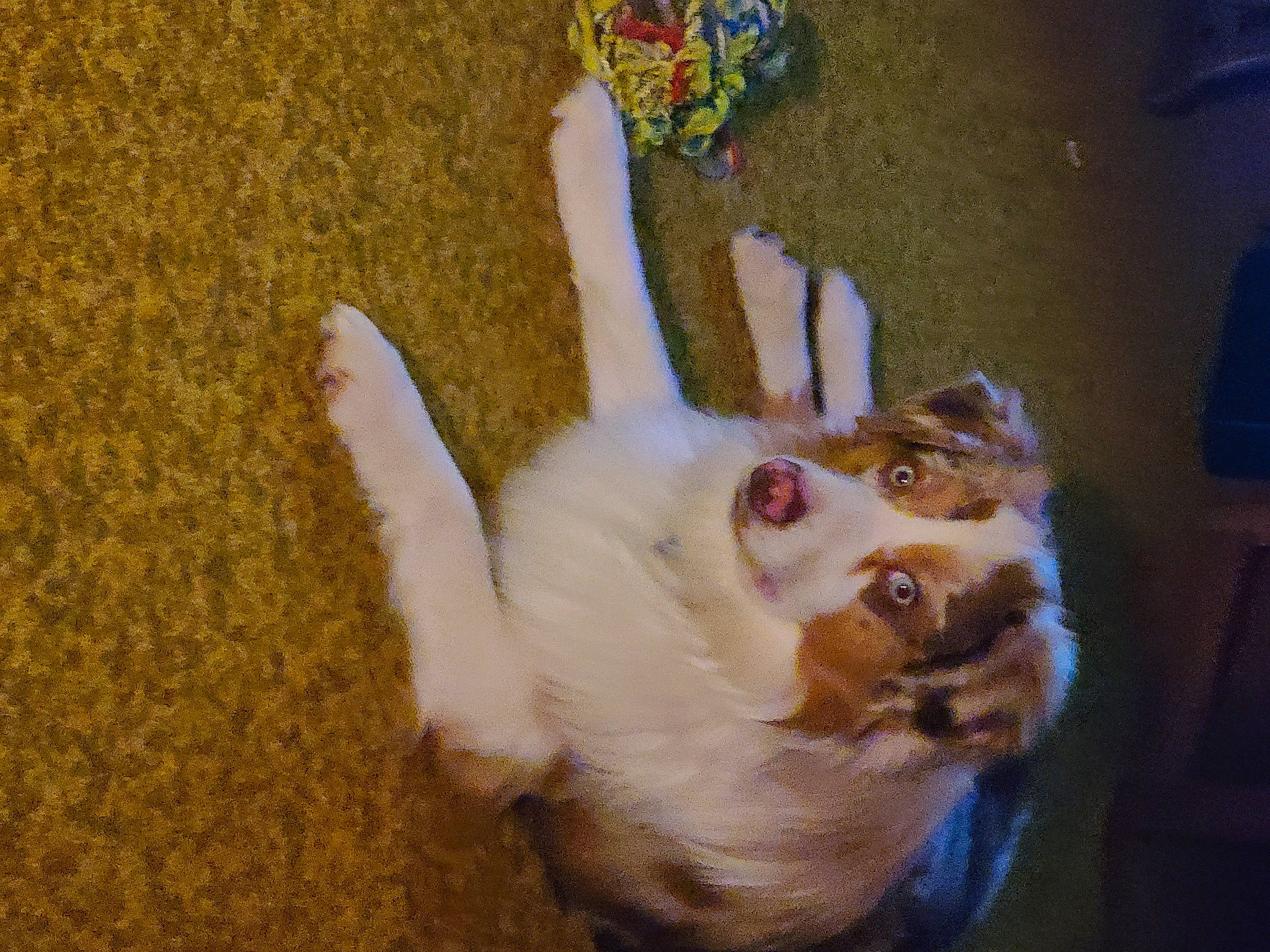 D.o.g joined the competition — help win amazing prizes! canidae, carnivore, companion_dog, dog, dog_breed, fawn, felidae, fur, indian_spitz, non_sporting_group, paw, small_to_medium_sized_cats, snout, sporting_group, tail, toy_dog, whiskers, working_animal