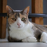 Sassi participe au concours pour gagner de l'argent avec cette photo : animal, calico, cat, close_up, cute, domestic, ears, eyes, feline, floor, fur, household, indoor, lying_down, mammal, pet, portrait, quiet, resting, whiskers