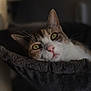 Sassi a rejoint le concours — aidez-le/la à gagner de superbes lots ! animal, calm, cat, closeup, cozy, cute, domestic, feline, fur, green_eyes, hammock, indoor, natural_light, pet, pink_nose, portrait, relaxed, resting, soft_fabric, whiskers