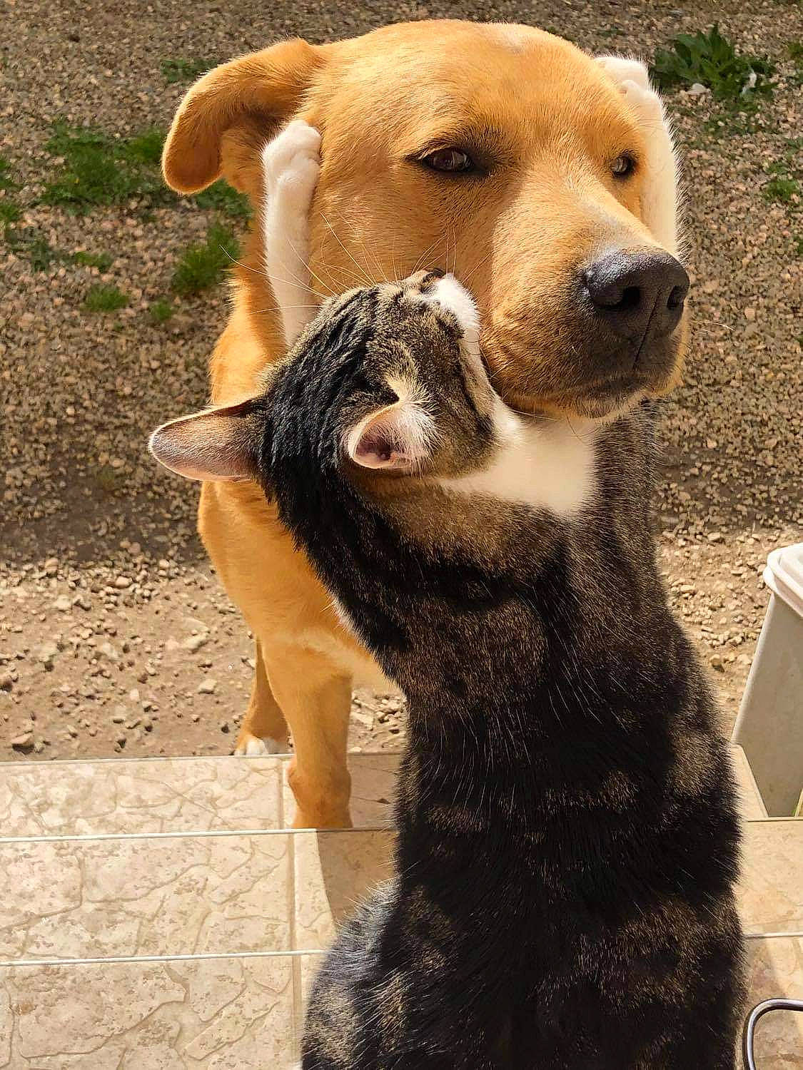 Taz a rejoint le concours — aidez-le/la à gagner de superbes lots ! ancient_dog_breeds, canidae, carnivore, collar, companion_dog, dog, dog_breed, fawn, fur, gesture, paw, snout, sporting_group, tail, terrestrial_animal, working_animal, working_dog