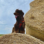 Rocket a rejoint le concours — aidez-le/la à gagner de superbes lots ! dog, brown_dog, hay_bale, straw, outdoor, field, cloudy_sky, animal, pet, canine, fur, tongue_out, harness, nature, rural, farm, grass, landscape, sitting, side_view