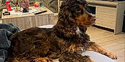 Rocket participe au concours pour gagner de l'argent avec cette photo : dog, brown_dog, curly_fur, living_room, television, wooden_cabinet, coffee_table, coca_cola_can, decor, wallpaper, ottoman, cushion, flooring, remote_control, relaxed, pet, furniture, indoor, side_table, home