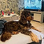 dog, brown_dog, curly_fur, living_room, television, wooden_cabinet, coffee_table, coca_cola_can, decor, wallpaper, ottoman, cushion, flooring, remote_control, relaxed, pet, furniture, indoor, side_table, home