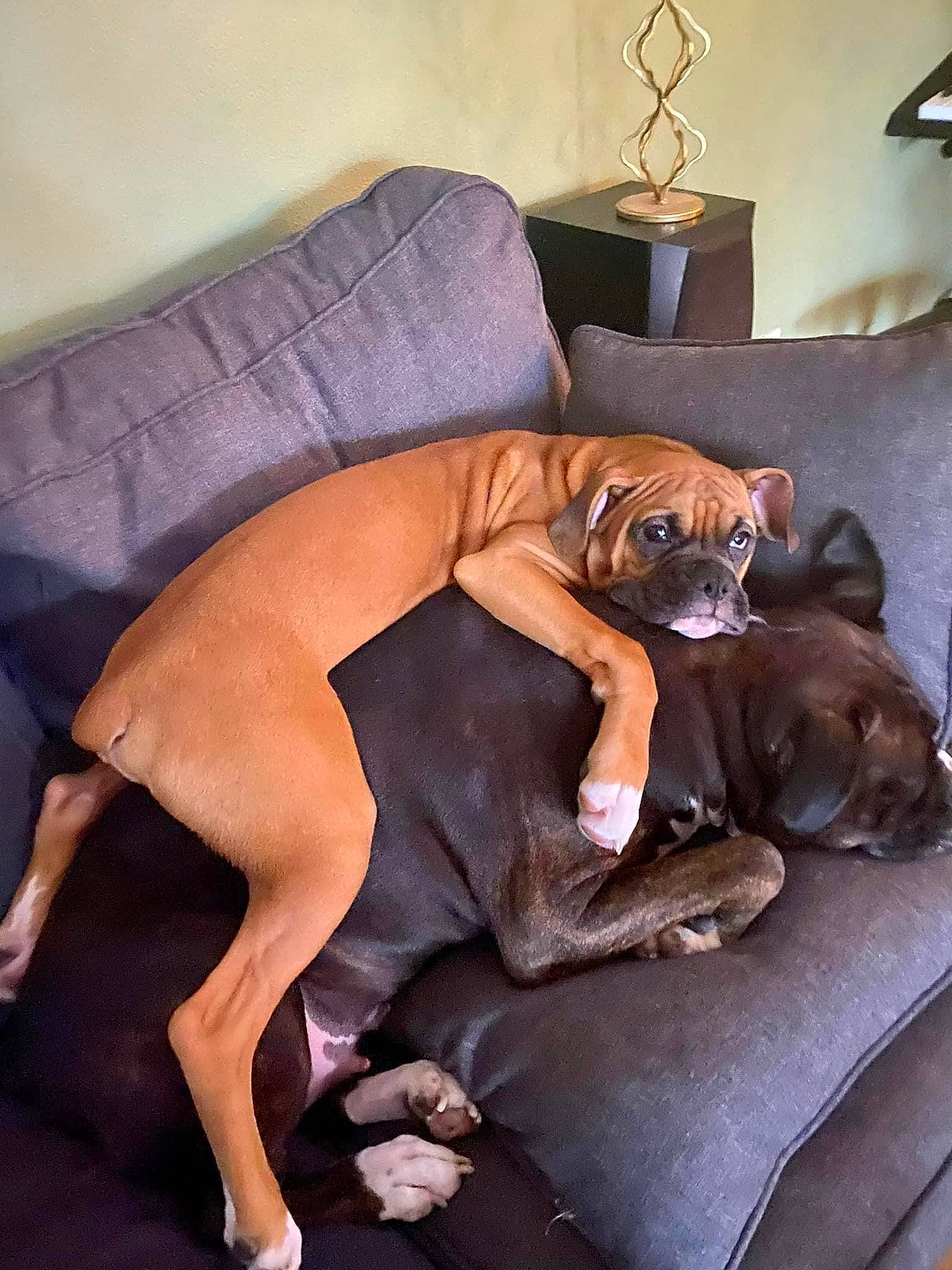 Coda joined the competition — help win amazing prizes! boxer, brown, canidae, carnivore, comfort, companion_dog, couch, dog, dog_breed, fawn, flooring, guard_dog, hardwood, liver, room, sporting_group, tail, wood, working_animal, working_dog