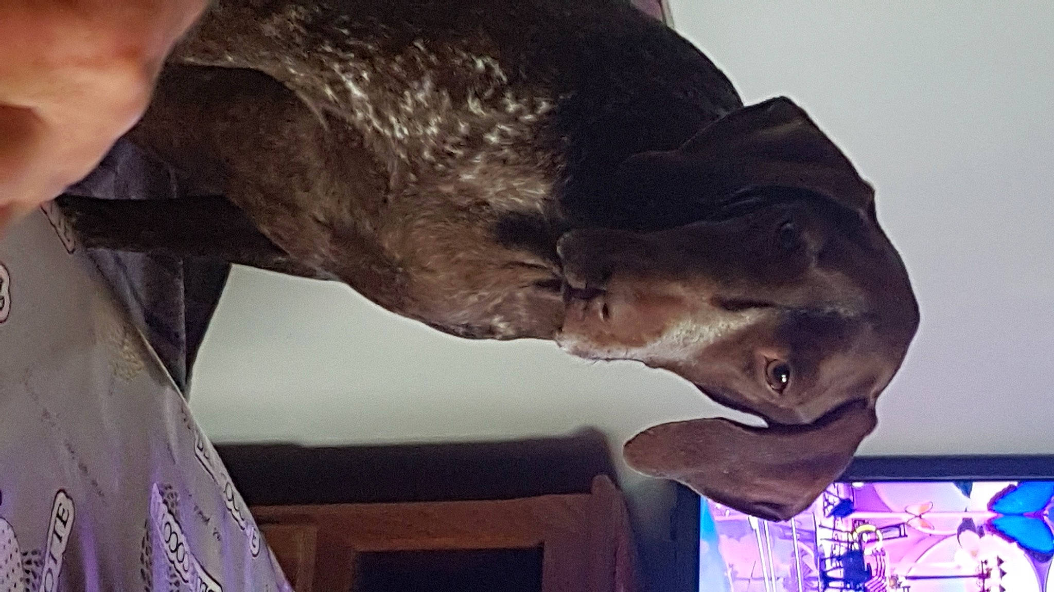 Nina participe au concours pour gagner de l'argent avec cette photo : art, artifact, dinosaur, dog_breed, extinction, flesh, gesture, guard_dog, jaw, liver, mouth, sculpture, snout, statue, tail, terrestrial_animal, tree, visual_arts, wildlife, working_animal