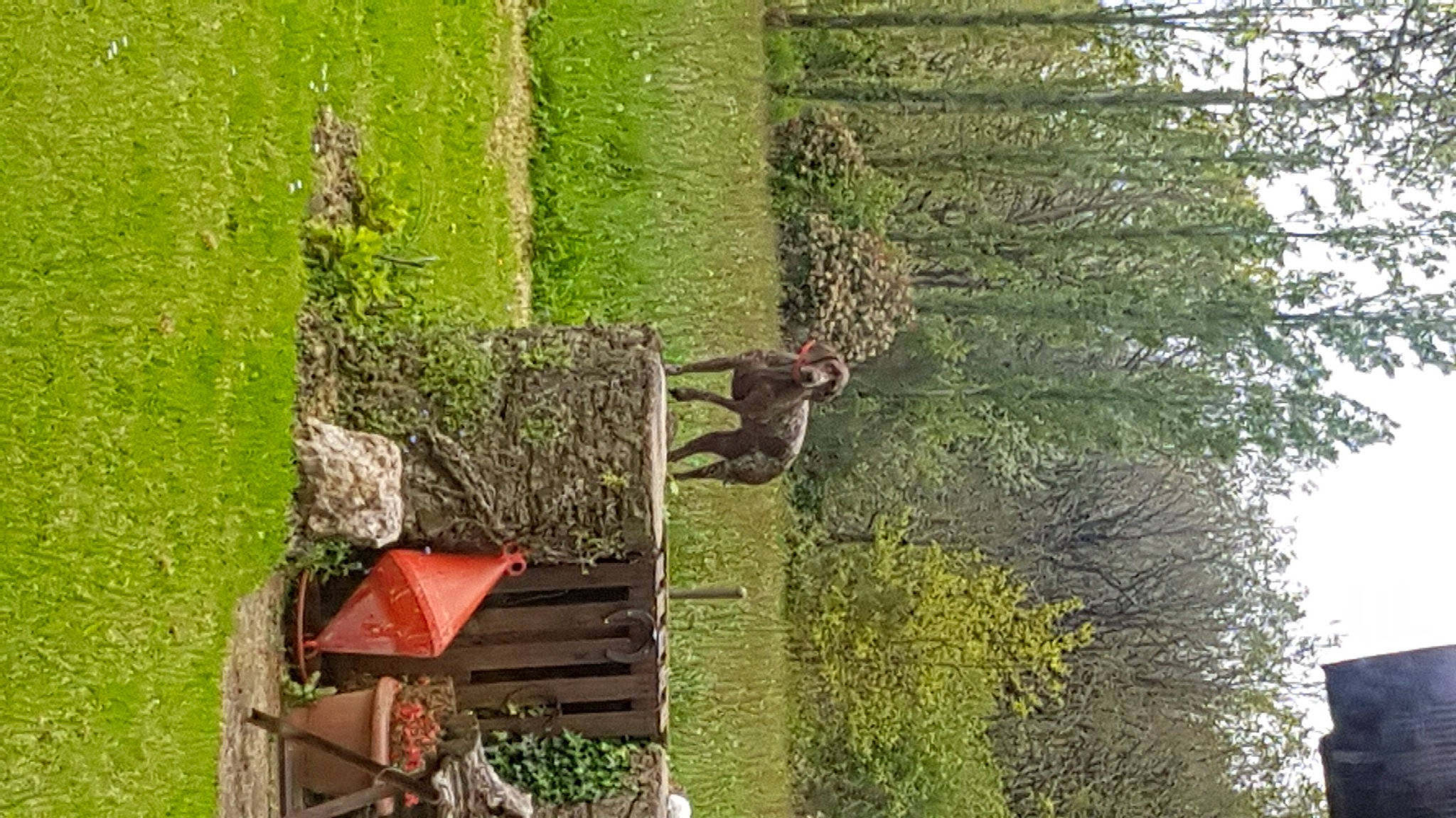 Nina a rejoint le concours — aidez-le/la à gagner de superbes lots ! biome, branch, building, grass, groundcover, hedge, house, landscape, nature_reserve, plant, shrub, sky, terrestrial_plant, tree, trunk, twig, wildlife, window, wood, woody_plant