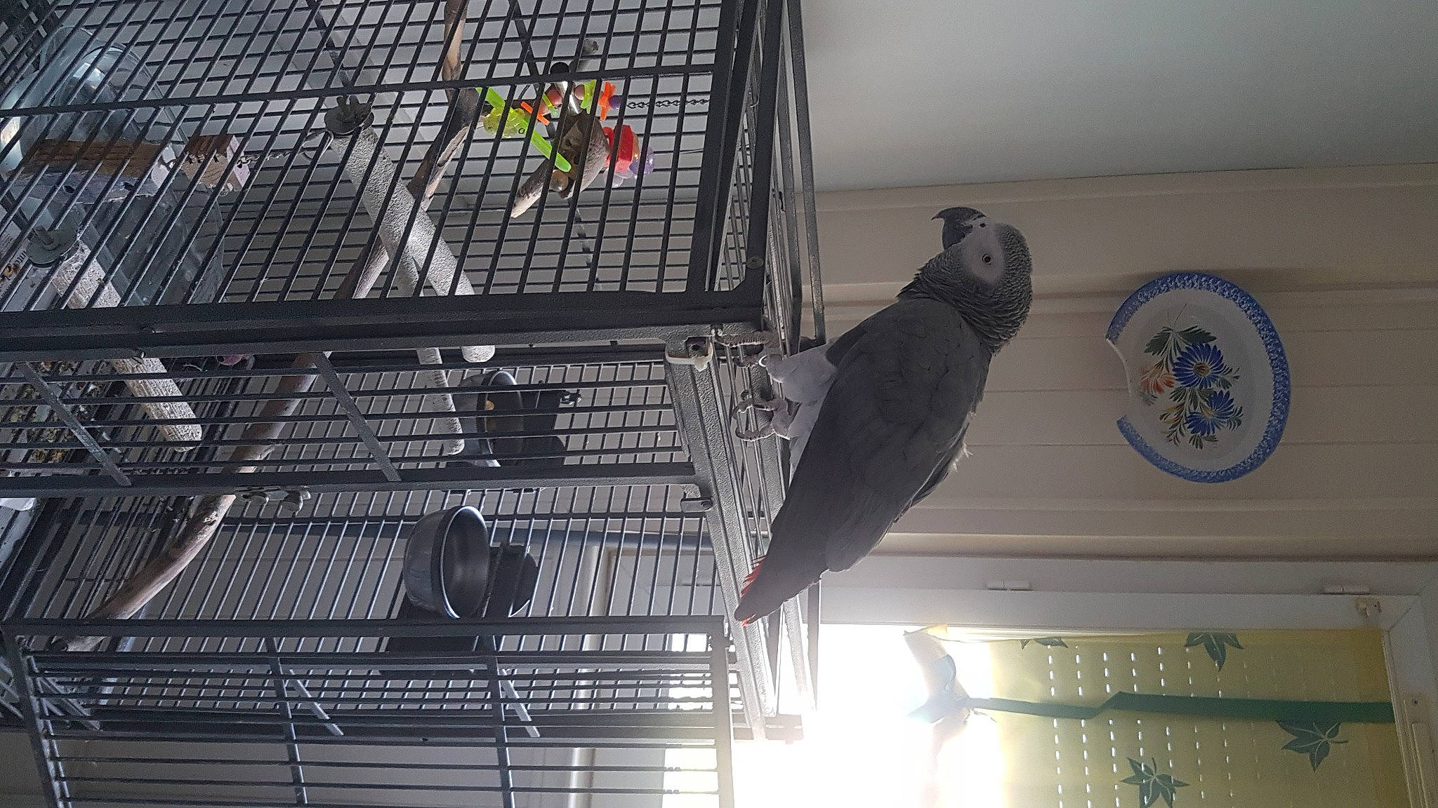 Zizou participe au concours pour gagner de l'argent avec cette photo : animal_shelter, beak, bird, bird_supply, cage, ceiling, feather, glass, laptop, line, mammal, mesh, metal, parrot, perching_bird, pet_supply, tail, tints_and_shades, vertebrate, wing