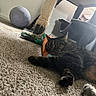 cat, tabby, pet, animal, feline, lying_down, relaxed, carpet, indoor, living_room, scratching_post, cat_toy, plush_toy, volleyball, whiskers, ears, fur, black_fur, brown_fur, home