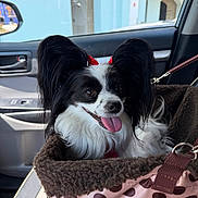 Nala is registered to the contest to win money with this photo: dog, papillon, black_and_white, small_dog, long_hair, fluffy_ears, tongue_out, happy, pet, animal, car, car_interior, pet_carrier, polka_dot, leash, red_bows, seated, portrait, outdoor_view, companion