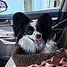 dog, papillon, black_and_white, small_dog, long_hair, fluffy_ears, tongue_out, happy, pet, animal, car, car_interior, pet_carrier, polka_dot, leash, red_bows, seated, portrait, outdoor_view, companion