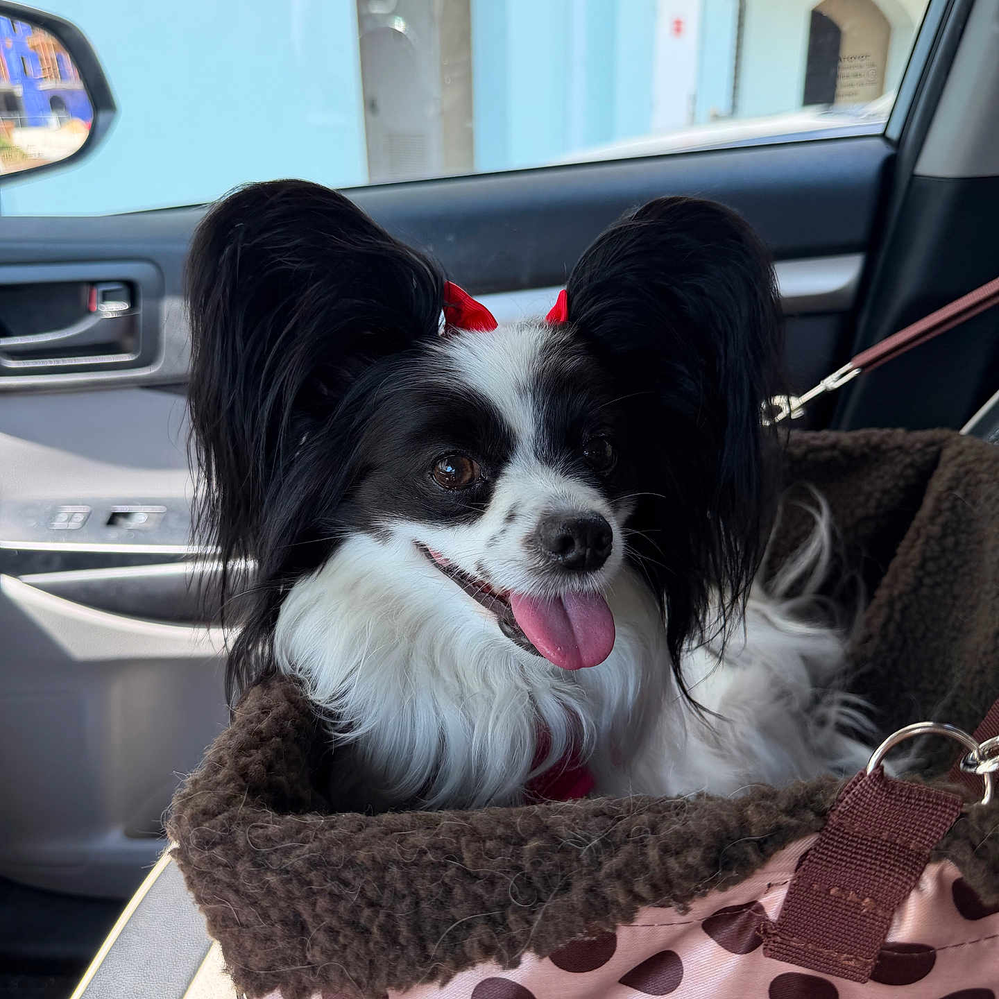 Nala is registered to the contest to win money with this photo: dog, papillon, black_and_white, small_dog, long_hair, fluffy_ears, tongue_out, happy, pet, animal, car, car_interior, pet_carrier, polka_dot, leash, red_bows, seated, portrait, outdoor_view, companion