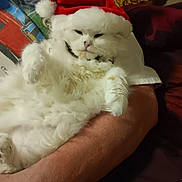 Nova joined the competition — help win amazing prizes! cat, white_cat, santa_hat, pet, fluffy, animal, holiday, christmas, festive, relaxed, cute, indoor, human_arm, blanket, fur, domestic_animal, resting, adorable, cozy, wearing_hat