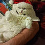 cat, white_cat, santa_hat, pet, fluffy, animal, holiday, christmas, festive, relaxed, cute, indoor, human_arm, blanket, fur, domestic_animal, resting, adorable, cozy, wearing_hat