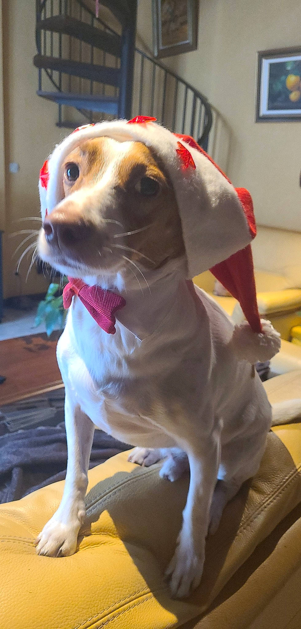 Jumper a rejoint le concours — aidez-le/la à gagner de superbes lots ! carnivore, collar, companion_dog, dog, dog_breed, dog_collar, dog_supply, fawn, finnish_hound, hound, leash, liver, pet_supply, picture_frame, scent_hound, snout, sporting_group, television, whiskers, working_animal