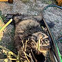 Rasta participe au concours pour gagner de l'argent avec cette photo : animal, cat, claws, closeup, daylight, fur, garden, grass, hose, lying_down, nature, outdoor, pet, playful, relaxed, stick, sunlight, tortoiseshell, whiskers, wood