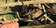 Rasta participe au concours pour gagner de l'argent avec cette photo : animal, brown, cat, closeup, curious, eyes, fingers, focus, fur, garden, hand, nature, outdoor, pet, playful, shadow, sticks, sunlight, texture, wood