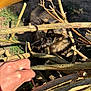 animal, brown, cat, closeup, curious, eyes, fingers, focus, fur, garden, hand, nature, outdoor, pet, playful, shadow, sticks, sunlight, texture, wood