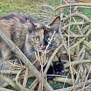 Rasta a rejoint le concours — aidez-le/la à gagner de superbes lots ! animal, branches, cat, closeup, curious, daylight, eyes, feline, fur, garden, grass, green_eyes, mammal, nature, outdoor, pet, tortoiseshell, twigs, wildlife, wood