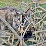 animal, branches, cat, closeup, curious, daylight, eyes, feline, fur, garden, grass, green_eyes, mammal, nature, outdoor, pet, tortoiseshell, twigs, wildlife, wood