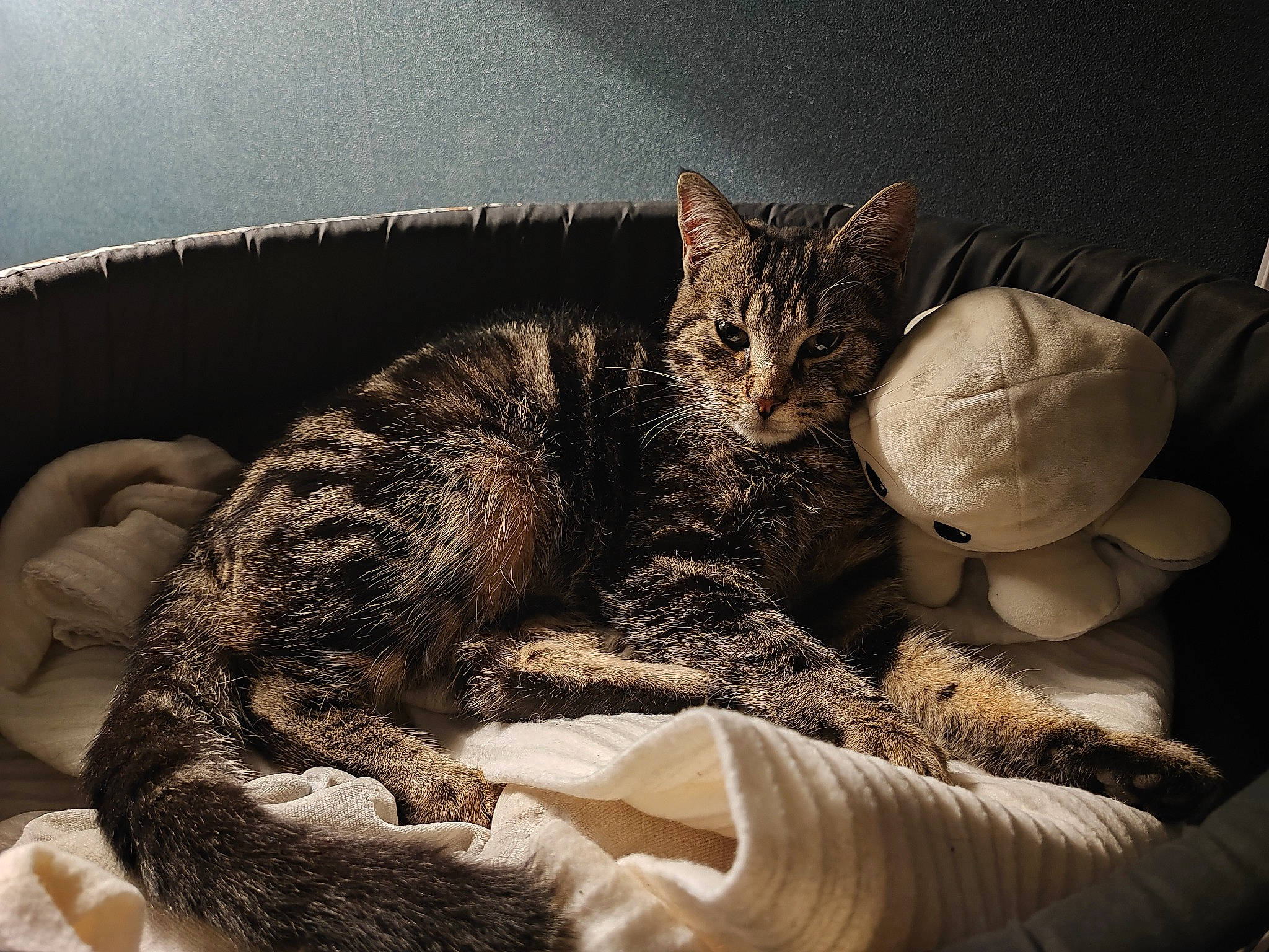 Topaze participe au concours pour gagner de l'argent avec cette photo : carnivore, cat, cat_bed, claw, comfort, couch, domestic_short_haired_cat, felidae, fur, linens, nap, paw, sitting, sleep, small_to_medium_sized_cats, snout, tail, terrestrial_animal, whiskers, wildlife