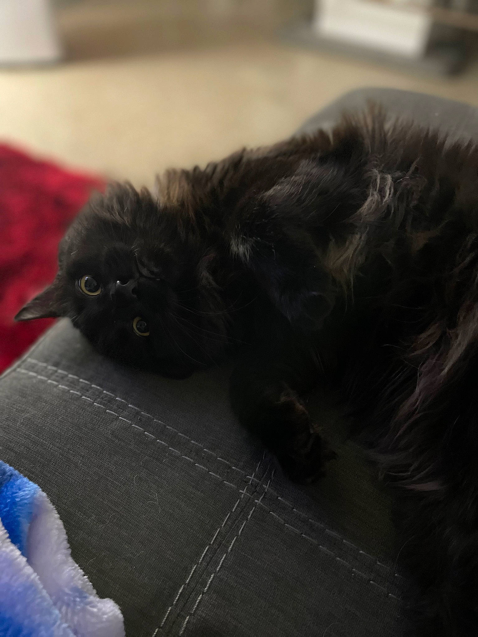 Virgo joined the competition — help win amazing prizes! black_cat, bombay, canidae, carnivore, cat, claw, cloud, comfort, dog_breed, electric_blue, felidae, fur, grey, paw, small_to_medium_sized_cats, snout, sporting_group, tail, terrestrial_animal, whiskers