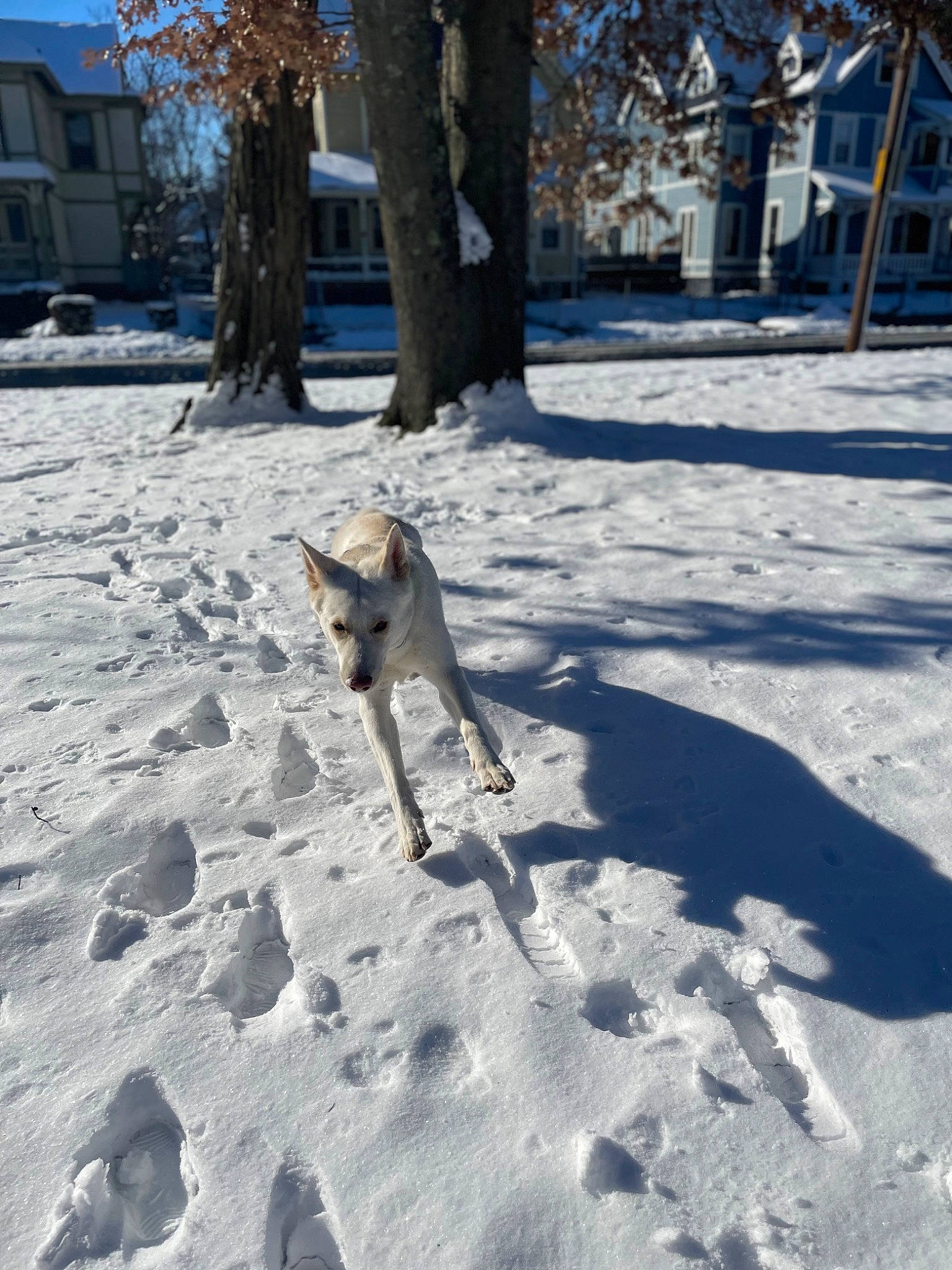 Theia joined the competition — help win amazing prizes! asphalt, carnivore, dog, dog_breed, fawn, freezing, frost, road, road_surface, shade, sidewalk, snow, tail, tree, trunk, twig, vertebrate, window, winter, wood