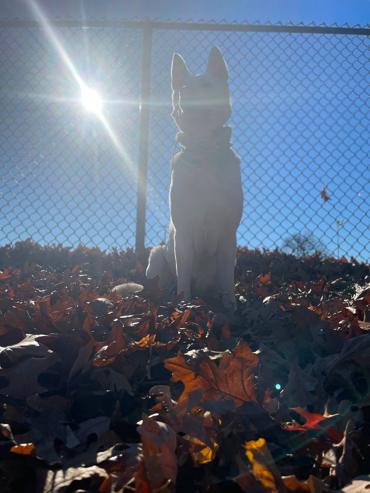 Theia is registered to the contest to win money with this photo: backlighting, carnivore, cat, event, felidae, lens_flare, mesh, morning, plant, sculpture, sky, small_to_medium_sized_cats, statue, sunlight, tail, tints_and_shades, tower_block, tree, whiskers, wire_fencing