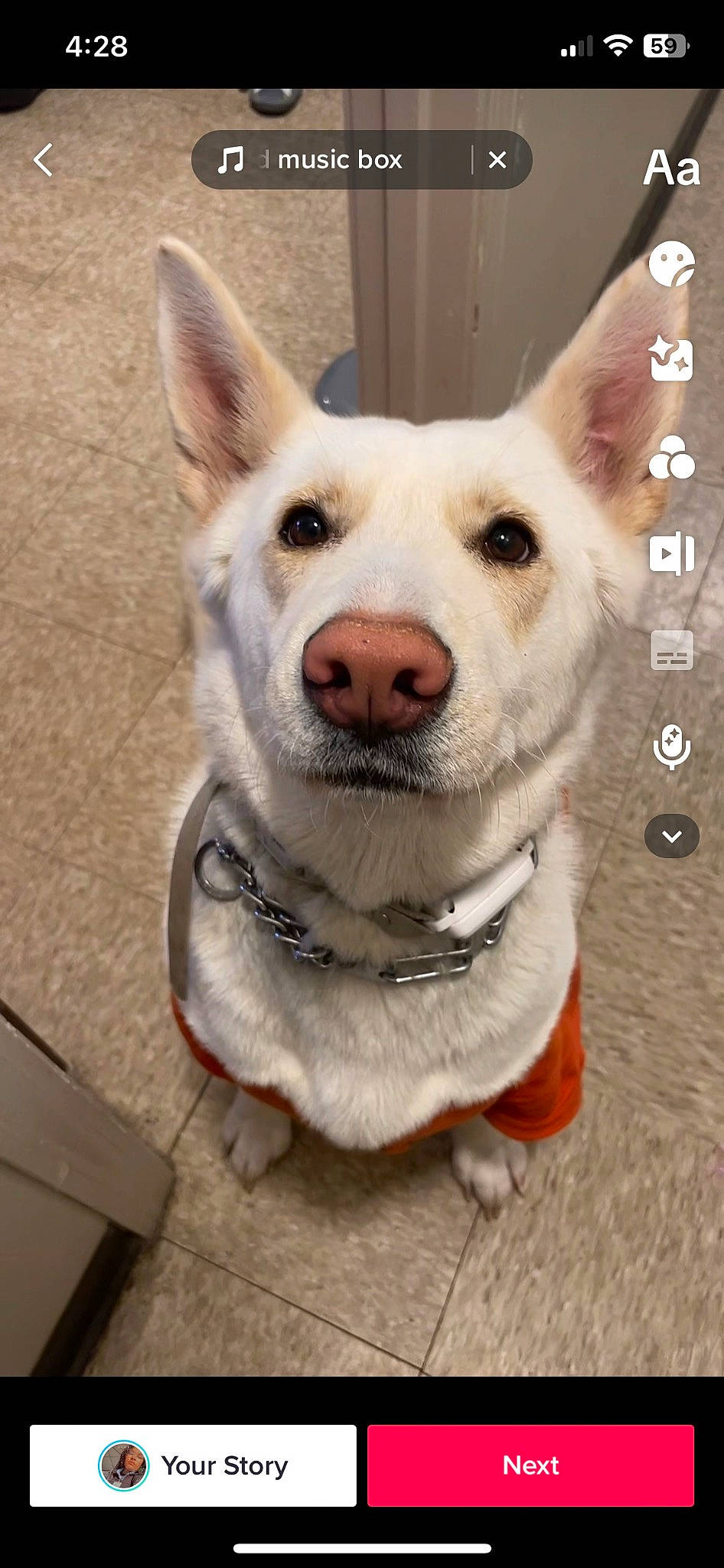 Theia is registered to the contest to win money with this photo: ancient_dog_breeds, carnivore, collar, companion_dog, dog, dog_breed, dog_collar, dog_supply, fawn, fur, happy, herding_dog, pet_supply, photo_caption, snout, sporting_group, tail, whiskers, working_animal, working_dog