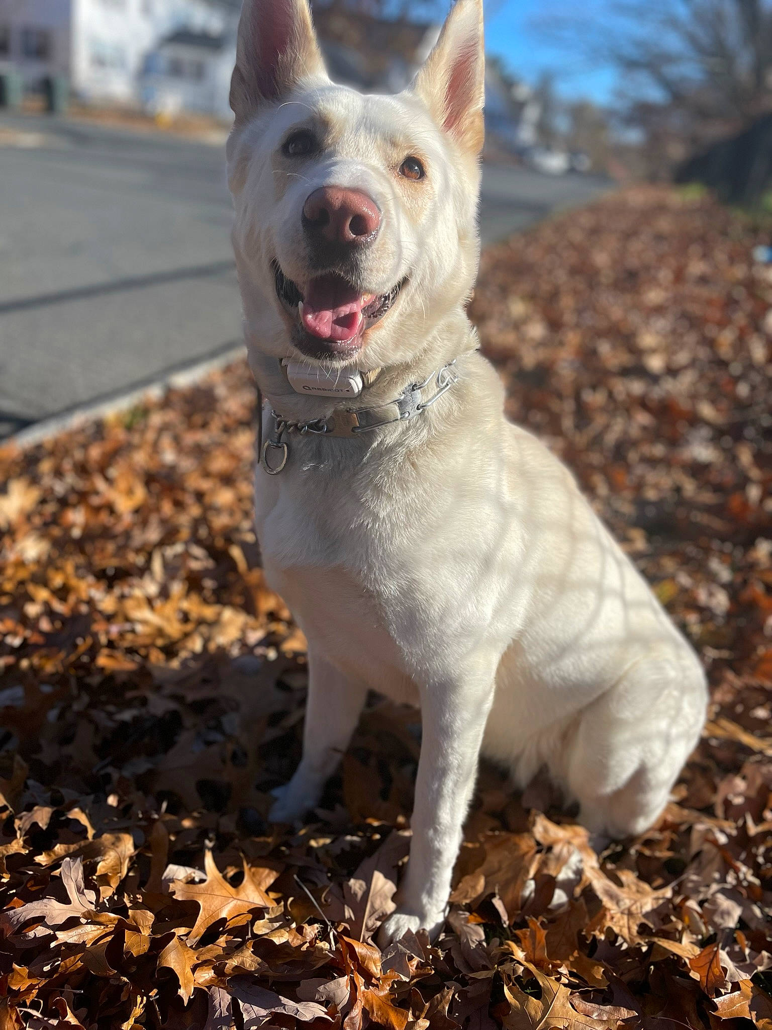 Theia joined the competition — help win amazing prizes! canidae, carnivore, collar, companion_dog, dog, dog_breed, dog_collar, fawn, fur, non_sporting_group, road_surface, sky, snout, soil, sporting_group, tail, terrestrial_animal, walking, working_animal, working_dog