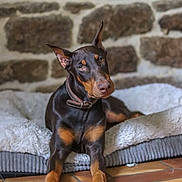 Athena participe au concours pour gagner de l'argent avec cette photo : doberman, puppy, dog, pet, animal, indoor, bed, stone_wall, tile_floor, cozy, curious, black_and_tan, collar, laying_down, ears_up, young_dog, portrait, domestic_animal, cute, resting