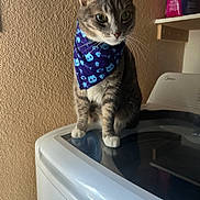 Sodapop joined the competition — help win amazing prizes! cat, tabby_cat, bandana, blue_bandana, washing_machine, appliance, indoor, pet, curious, feline, animal, white_paws, texture_wall, home_interior, household, sitting, looking_away, domestic_cat, cute, mammal