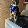 cat, tabby_cat, bandana, blue_bandana, washing_machine, appliance, indoor, pet, curious, feline, animal, white_paws, texture_wall, home_interior, household, sitting, looking_away, domestic_cat, cute, mammal