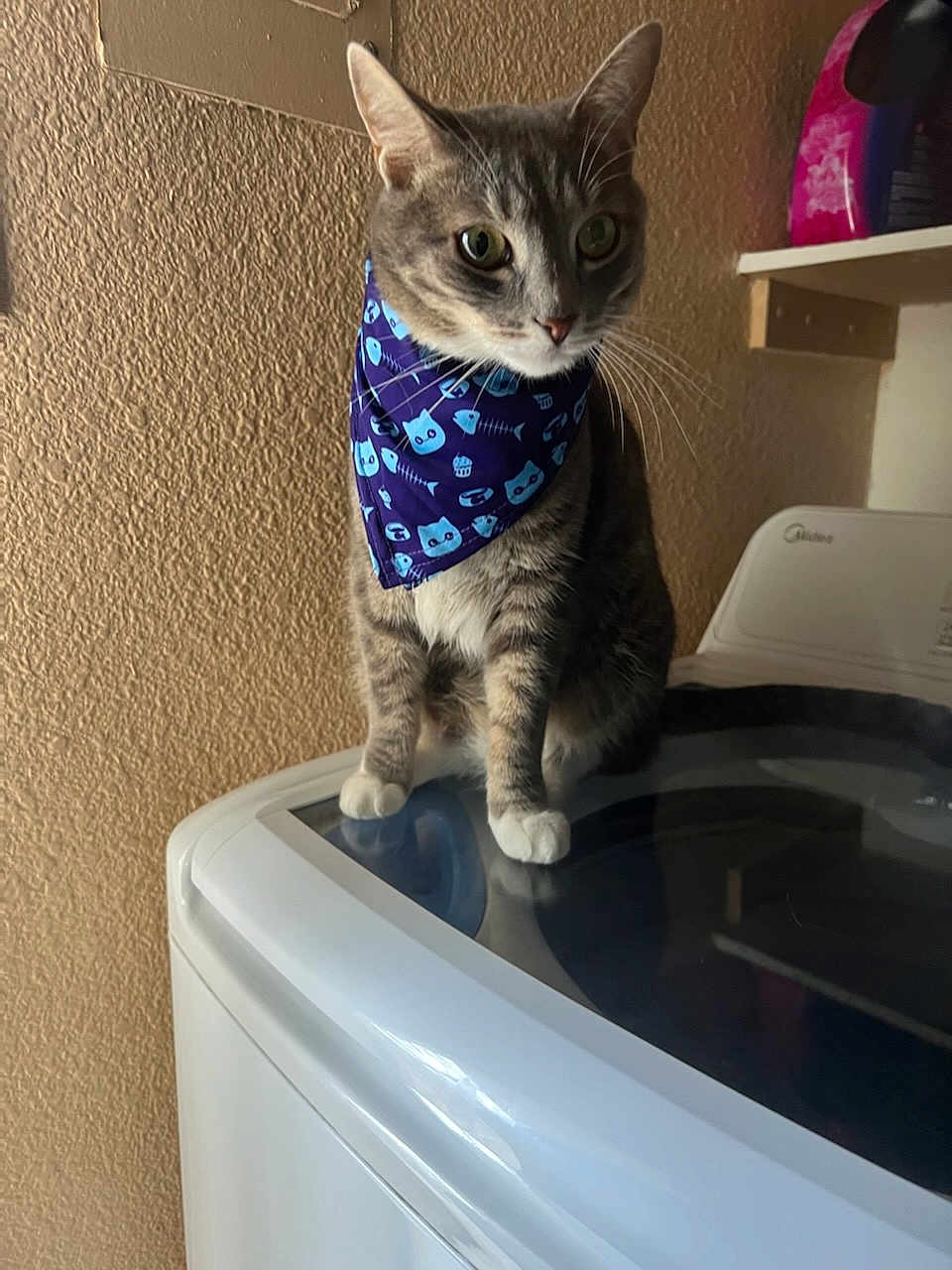 Sodapop joined the competition — help win amazing prizes! cat, tabby_cat, bandana, blue_bandana, washing_machine, appliance, indoor, pet, curious, feline, animal, white_paws, texture_wall, home_interior, household, sitting, looking_away, domestic_cat, cute, mammal