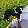 Groot a rejoint le concours — aidez-le/la à gagner de superbes lots ! bernese_mountain_dog, black_fur, brown_fur, canine, clouds, dog, field, grass, harness, leash, nature, outdoor, pet, playful, puddle, rural, sky, walking, water_reflection, white_fur