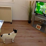 Lola a rejoint le concours — aidez-le/la à gagner de superbes lots ! animal, black_and_white, decor, dog, floor, furniture, home, indoor, living_room, pet, picture_frame, plant, radiator, screen, small_dog, standing, television, tv, watching, wooden_floor