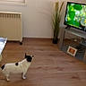 animal, black_and_white, decor, dog, floor, furniture, home, indoor, living_room, pet, picture_frame, plant, radiator, screen, small_dog, standing, television, tv, watching, wooden_floor