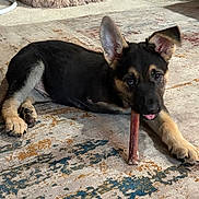 Lou-Tenant Dan joined the competition — help win amazing prizes! adorable, animal, black, carpet, chewing, cute, dog, ears, floor, fur, german_shepherd, home, indoor, lying_down, pet, playful, puppy, stick, tan, young