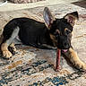 adorable, animal, black, carpet, chewing, cute, dog, ears, floor, fur, german_shepherd, home, indoor, lying_down, pet, playful, puppy, stick, tan, young