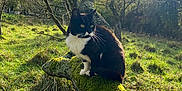 Grisette a rejoint le concours — aidez-le/la à gagner de superbes lots ! cat, tuxedo_cat, moss, tree_branch, grass, meadow, sunlight, outdoor, nature, animal, feline, greenery, sky, clouds, bare_trees, wildlife, daylight, forest_edge, mossy, peaceful