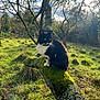 cat, tuxedo_cat, moss, tree_branch, grass, meadow, sunlight, outdoor, nature, animal, feline, greenery, sky, clouds, bare_trees, wildlife, daylight, forest_edge, mossy, peaceful