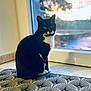 cat, tuxedo_cat, black_and_white, sitting, window, cushion, indoor, pet, animal, fur, whiskers, natural_light, curious, home, feline, patterned, relaxed, close_up, portrait, quiet