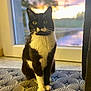 cat, tuxedo_cat, pet, animal, indoor, window, door, mat, patterned_mat, sunset, sunlight, black_and_white, whiskers, ears, eyes, fur, sitting, domestic_cat, cozy, quiet