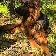 Olympe a rejoint le concours — aidez-le/la à gagner de superbes lots ! german_shepherd, dog, outdoor, grass, leaves, forest, sunlight, nature, canine, animal, pet, alert, fur, ears, laying_down, greenery, daylight, calm, mammal, portrait