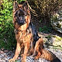 Olympe participe au concours pour gagner de l'argent avec cette photo : german_shepherd, dog, outdoor, grass, bushes, rocks, sunlight, pet, animal, sitting, fur, nature, canine, mammal, watchful, alert, garden, leafless_bushes, portrait, ground