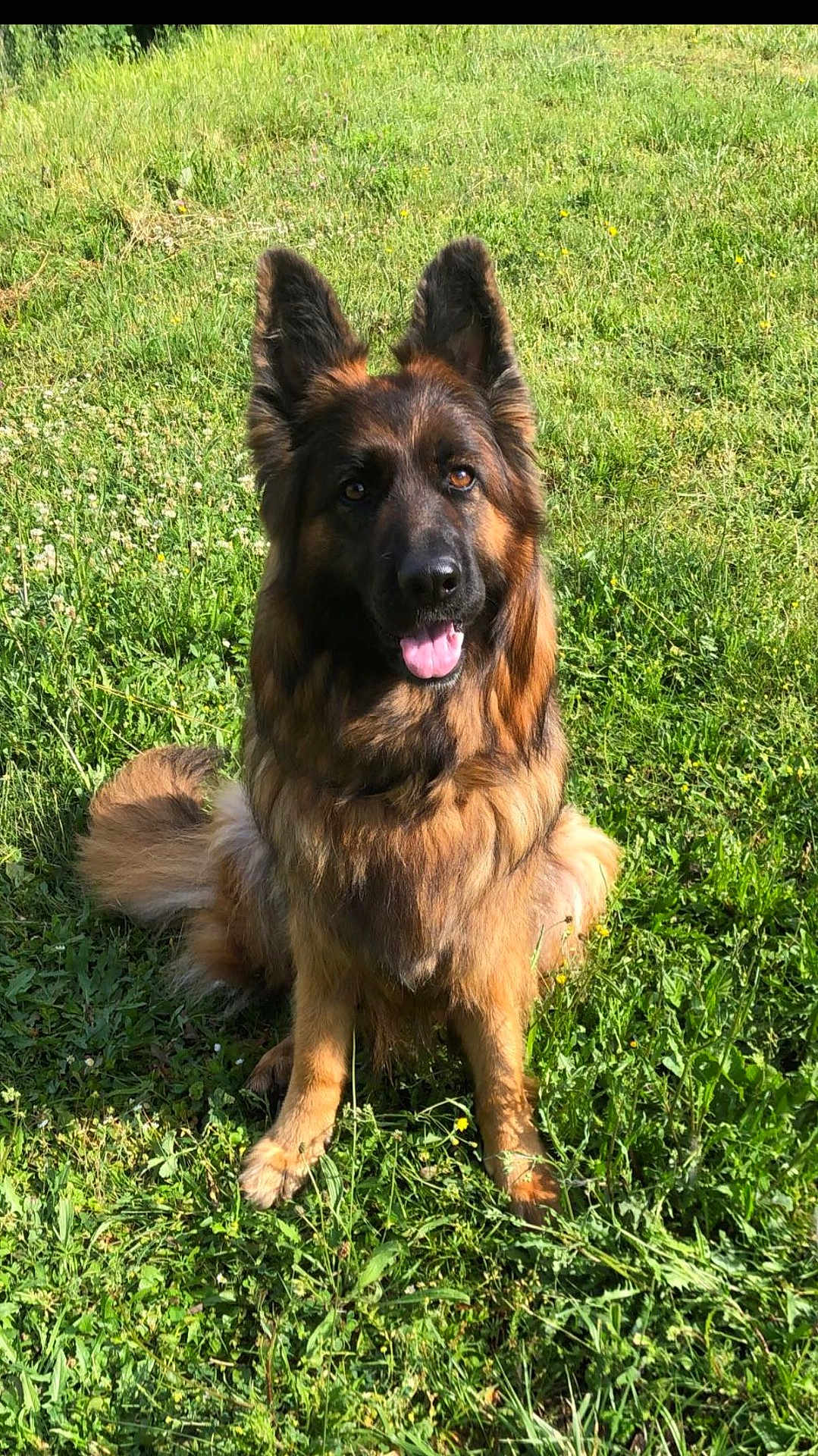 Olympe participe au concours pour gagner de l'argent avec cette photo : dog, german_shepherd, grass, outdoor, pet, animal, canine, sunlight, fur, tongue, ears, sitting, nature, greenery, happy, friendly, portrait, daytime, grass_field, mammal