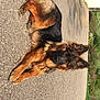 Olympe participe au concours pour gagner de l'argent avec cette photo : dog, german_shepherd, outdoor, paved_path, sunlight, animal, pet, lying_down, fur, ears, tail, garden, greenery, building, nature, canine, mammal, domestic_animal, daytime, calm