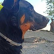 Uranus participe au concours pour gagner de l'argent avec cette photo : dog, rottweiler, outdoor, side_view, tree, collar, leash, sky, nature, fur, pet, animal, canine, daylight, profile, looking_away, summer, sunlight, ground, peaceful