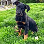 Uranus a rejoint le concours — aidez-le/la à gagner de superbes lots ! puppy, dog, grass, outdoor, greenery, backyard, pet, animal, young, black, tan, sitting, head_tilt, nature, cute, fur, collar, daylight, garden, playful