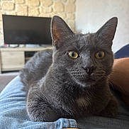 Alvin participe au concours pour gagner de l'argent avec cette photo : cat, gray_cat, pet, indoor, lap, yellow_eyes, feline, fur, relaxed, cozy, living_room, stone_wall, television, human_lap, comfort, close_up, portrait, domestic_animal, whiskers, ears