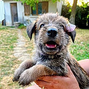Biskotte participe au concours pour gagner de l'argent avec cette photo : animal, blurred_background, closeup, dog, ear, flower, fur, grass, hand, happy, holding, nature, outdoor, path, person, pet, puppy, smiling, sunlight, yard